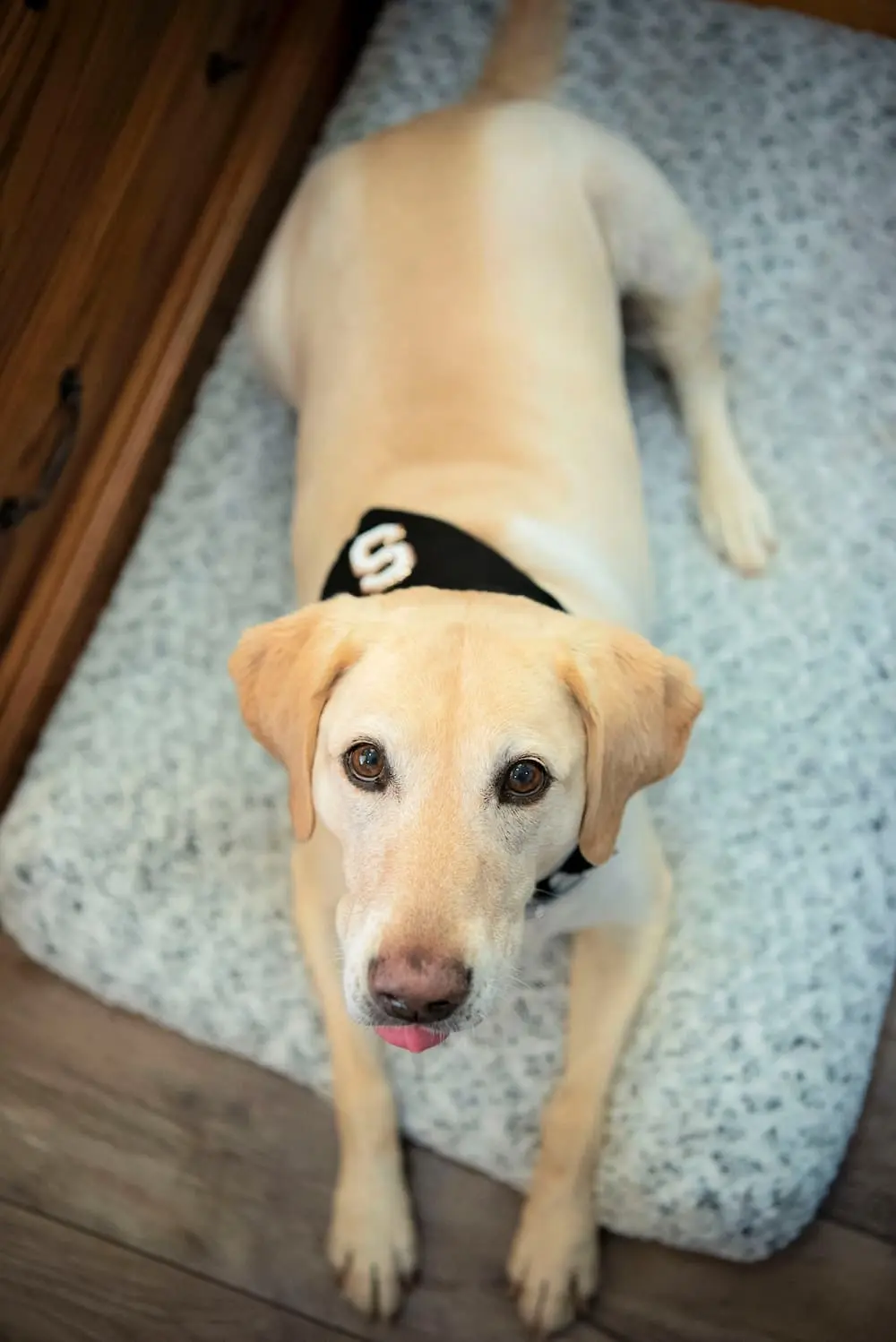 Stella Dopps